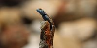 Rock agama with a wary eye for predators. Photographer: Tim Elliott