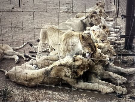 South Africa’s lion bone trade — the consequences the government never considered