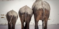 Dem Bums, S – M – L , does size matter? Photographer: Peter Strydom