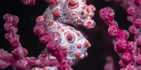 'Pretty in Pink'. This very shy subject – a Bargibanti Pygmy Seahorse – was photographed in the Indo-Pacific in Tulamben, Bali. © Charly Clérisse, France, Shortlist, Open Competition, Natural World & Wildlife, 2023 Sony World Photography Awards