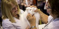 Cats are judged at the Governing Council of the Cat Fancy's 'Supreme Championship Cat Show' at the NEC Arena on November 22, 2014 in Birmingham, England. The one-day Supreme Cat Show is one of the largest cat fancy competitions in Europe with over one thousand cats being exhibited. Exhibitors aim to have their cat named as the show's 'Supreme Exhibit' from the winners of the individual categories of: Persian, Semi-Longhair, British, Foreign, Burmese, Oriental, Siamese. (Photo by Rob Stothard/Getty Images)