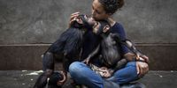 Rescuing and saving baby chimps is difficult. When they are taken by poachers, they are subject to tremendous trauma and abuse, and cannot access the nutrition they need to survive. The care required for their survival is similar to that needed by human babies – an often-exhausting 24/7 process. Many of the caregivers at this sanctuary are victims of the conflict; a number have been raped, displaced or wounded. They see the chimps as healing them as much as they are healing the chimps. The bushmeat trade in the Congo Basin is the largest in the world. Chimpanzees are often shot for the trade and their babies taken for possible sale. This essay attempts to show some of what is required to save those few chimps that are rescued, an estimated one in 10. We see this through the lens of rescue personnel, bushmeat markets, vets at work and Lwiro, a rescue sanctuary for chimps in a part of the Democratic Republic of Congo where conflict is a regular feature and wildlife is the last priority unless it can be eaten or sold.<br>LWIRO, EASTERN DEMOCRATIC REPUBLIC OF CONGO: Itsazo Velez, the director at the Lwiro Chimpanzee rescue and sanctuary center, introduces two new rescued baby chimps into the juvenile enclosure at the center. Itsazo is careful to introduce the new babies slowly, seperating the large juveniles first and slowly allowing the group to meet the two new arrivals. They will be closely monitored by the keepers who live with the juvenile and baby chimps 24/7 in their enclosure and at night in their night dormitory. These chimps are all rescues and come from the bushmeat trade in DRC after their mothers were killed for bushmeat. The babies are often taken for sale and sometimes for pets. As a result many of these chimps have lived lives of isolation, suffering and cruelty. The sanctuary is a place where they can learn to be chimps for the first time and interact with other chimps. They were brought to the sanctuary after being rescued either by the Congolese Conservation authority or the Lwiro staff. © Brent Stirton, South Africa, Shortlist, Professional, Wildlife & Nature, 2021 Sony World Photography Awards. 