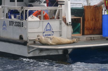 Crabeater seals: A tale of two atypical adventurers