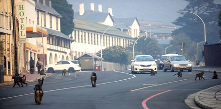 Is killing Cape Peninsula baboons a conservation-based plan, or a travesty and a con?