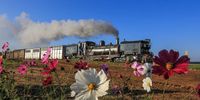 Sandstone Estates – where steam locomotives bring SA railway history to life