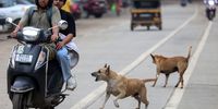 A stray dog barks at people riding a motorcycle in Mira Road area, on the outskirts of Mumbai, India, 13 August 2025. On 11 August, the Supreme Court had ordered that all stray dogs in Delhi-NCR be picked up within eight weeks and housed in animal shelters to be created by appropriate authorities.  EPA/DIVYAKANT SOLANKI