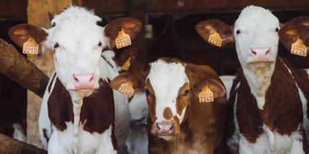 A good time to braai: SA meat prices floored by export ban