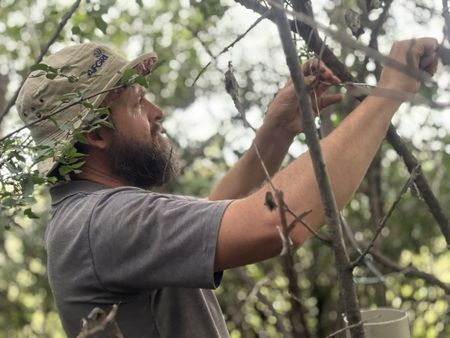 SA government kills funding for best weapon against thirsty invasive trees