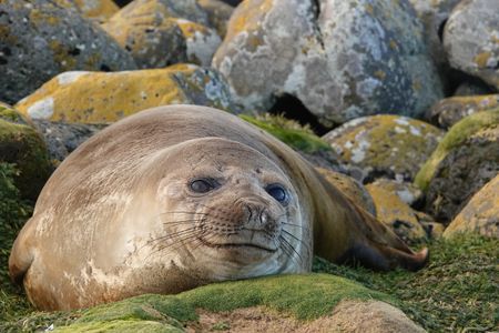 Sealer Diaries: A day in the life of a Marion Sealer