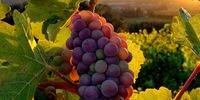 Fruit of the vine. Biodynamic practices produce healthy fruit and promote a holistic, ecological and ethical approach to<br>farming and gardening. Photo: Mandy Morgan | pexels.com
