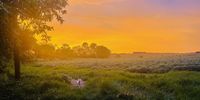 After the rain on 20 Feb 2023 on Wolvenkop near Amsterdam in Mpumalanga. Photographer: JurgensB