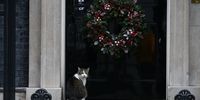 Larry, the number 10 Downing Street cat, sits in front of the annual Christmas decorations on December 29, 2020 in London, England. (Photo by Hollie Adams/Getty Images)