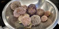 The sea urchin haul. Inside is orange stuff called uni, which is the creature’s sex organ. (Photo: Bianca Coleman)