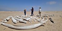 Dr Catherine Hauw taking forensic samples of whale bones in Namibia. (Photo: Catherine Hauw)