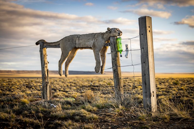 INPICTURES: Wildlife photographer of the year 2026 winners