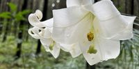 Lilies of the Hogsback forest. Image: Kerrigan McCarthy 