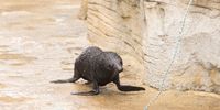 SYDNEY, AUSTRALIA - MARCH 31: Seal pup Birubi chases a piece of rope at Taronga Zoo on March 31, 2021 in Sydney, Australia. Three-month-old long-nosed fur seal pup Birubi made her first public appearance at Taronga Zoo's Seal Bay this week after spending time with her mother Keke in a purpose-built pupping nursery as Birubi mastered some natural behaviours, such as swimming off display. (Photo by Jenny Evans/Getty Images)