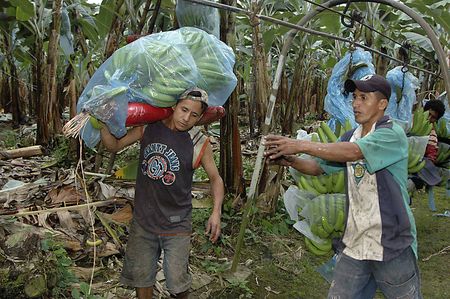 A bent banana - the shape of things to come