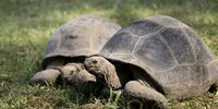 A pair of Aldabra tortoises in their enclosure at the Alipore Zoo, Callcutta, India, 21 November 2014. The two tortoises, one male and one female, were in quarantine for 21 days before going on display and were a gift from the Government of the Seychelles, following the death of the zoo's previous tortoise, Adwaita, who arrived at the zoo in 1875 and was allegedly 255 years old when it died eight years ago.  EPA/PIYAL ADHIKARY