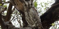 Scops owl staring. Image: Peter Brett