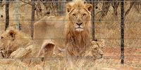 Parliament backs NSPCA demand to end captive lion breeding in SA
