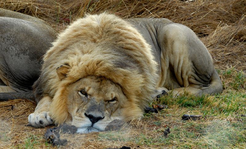 Provincial backing to phase out captive lion industry tests hand of new environment minister