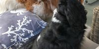Molly and Rupert intrigued by a bee. Photographer: Joy Rosario<br>