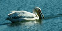 At strandfontein sewerage works. Image: Sandy Smulik