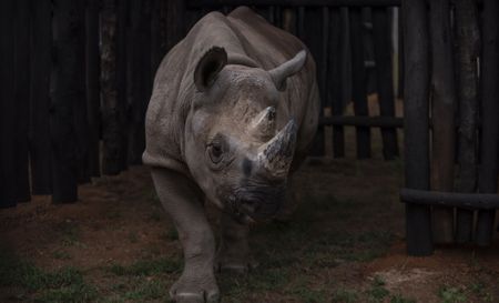 Rwanda’s rhinos are safer than its dissidents