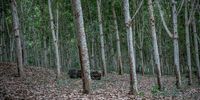 Rows and rows of a monoculture of rubber trees have replaced the ancient rainforest in the Sudcam plantation in South Cameroon. (Photo: Nathalie Bertrams)
