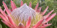 Protea cynaroides, also called the king protea. My garden. </p>
<p>