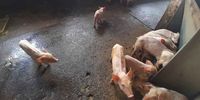 Starving piglets at Baviaanspoort Correctional Centre. (Photo: NSPCA)