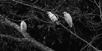 'Egret Congregation'. Egret in flight in the Arenal Jungle in Costa Rica. "On a recent trip to Costa Rica, I was fascinated by the habitat of the herons and egrets I observed in the Arenal Volcano and La Fortuna area. Rather than just focusing on the birds, I wanted to ‘pull back’ and show the lush and rhythmic environment they inhabited. The black and white medium worked well, highlighting the contrast of the dark and mysterious fauna against the white birds." Image: © Steven Begleiter, United States, Shortlist, Professional competition, Wildlife & Nature, Sony World Photography Awards 2024
