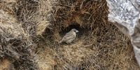 A sociable weaver nest can host up to 300 birds or more, and each one of these dumpy blue-billed birds brings back several more grass stems every day. Eventually, a nest can weigh several tonnes, sometimes leading to collapse. (Photo: Chris Marais)<br>