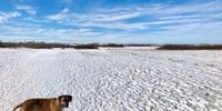 My Canadian Ridgeback wondering where the lions are. Image: Jonathan Hey