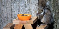 SOUTH ORANGE, NEW JERSEY - APRIL 16: An Eastern Gray Squirrel eats some seeds and nuts from a bird feeder shaped like a picnic bench attached to a tree on April 16, 2020 in South Orange, New Jersey. (Photo by Travis Lindquist/Getty Images)