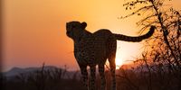 Sunset cheetah (Madikwe).