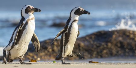 Landmark agreement a turning point in battle to save African penguin from extinction