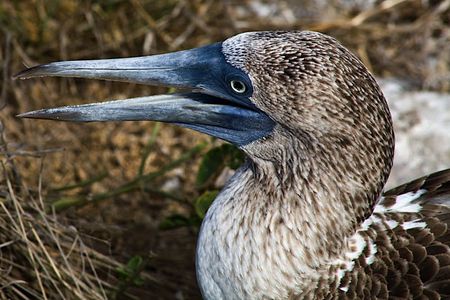 The most dangerous animal on the Galápagos