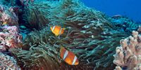 At 2°C above pre-industrial temperatures, we lose 99% of our coral reefs. It’s easy to turn that number into a picture – but it isn’t a pretty one. Just imagine every vibrant, colourful, diverse, complex, multidimensional coral reef in the world bleached white and lifeless. Gone forever. (Photo: Ken Marks / Khaled bin Sultan /  Living Oceans Foundation)