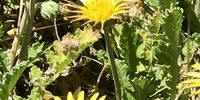 “Pollen-a-plenty” in Kirstenbosch Gardens.