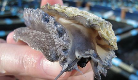 Abalone Poaching: ‘Hong Kong sucking up mountain of poached SA seafood’