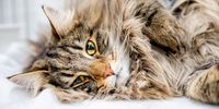 STOKE ON TRENT, ENGLAND - FEBRUARY 04: (EXCLUSIVE COVERAGE) Zivvanaz Washington, a Norwegian Forest cat relaxes during the GCCF Shropshire Cat Club Championship Show at Fenton Manor Sports Complex on February 04, 2023 in Stoke on Trent, England. (Photo by Shirlaine Forrest/Getty Images)