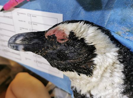 Penguins killed by bees highlights a deeper conservation issue