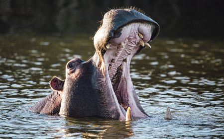 Wildest dreams: Meet the Karoo farmer who's bringing back the wilderness and resurrecting ‘dead’ towns