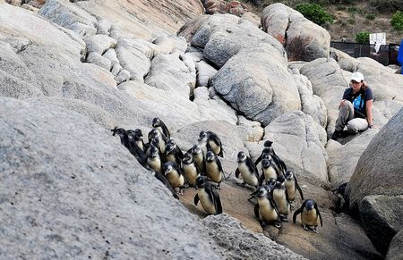 On the frontline to save the African penguin from extinction