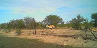 A camera trap photo captures a springbok jumping over a broken fence line.