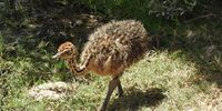 A fluffy ball of baby ostrich at De Hoop Marine Reserve in the Western Cape. Image: Lesley Stones