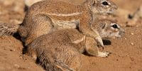 Got your back, Bro (Kglalagadi). Image: Derek Whalley