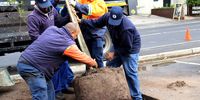 City of Cape Town staff work to secure a Water Oak (Quercus nigra) in the Newlands area, ensuring it is properly staked and positioned for healthy growth. The replanting follows the removal of mature Boxelders infested by the PSHB beetle in 2024, which has caused widespread tree loss across the city. (Photo: Kristin Engel)